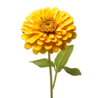 Yellow zinnia flower with a stem isolated on transparent background png