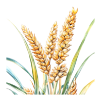 Closeup watercolor of wheat in botanical style on a transparent background png