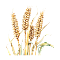 Intricate watercolor of wheat in a botanical design on a transparent background png