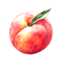 Realistic Watercolor Illustration of a Juicy Peach on a transparent background png
