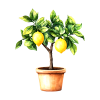 Isolated watercolor lemon tree in a pot on a transparent background png