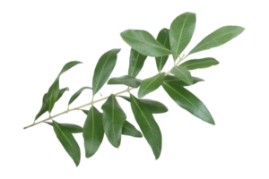 Isolated Olive Branch on transparent background png