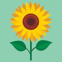 A sunflower with leaves on a green background vector