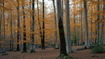 Moving In The Woods Through The Tree Trunks video