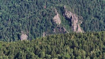 A Majestic Forest with a Towering Mountain in the Background video