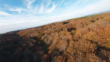 Bird's Eye Over Fall Forest video