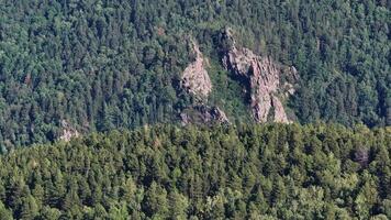 A Majestic Forest with Towering Trees and a Canopy of Greenery video