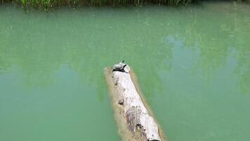 Top view of a turtle on a log in the lake video