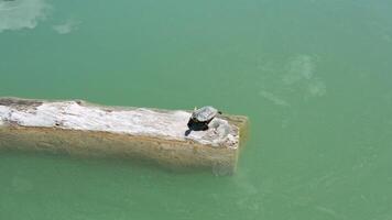 A small turtle on a log in the lake top view video