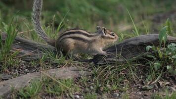 A Curious Chipmunk Enjoying a Snack on a Mossy Log in the Enchanting Forest video