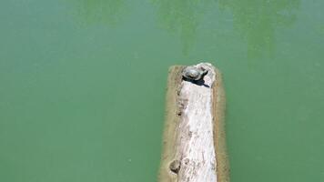 Top view of a turtle on a log in the lake video
