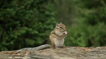 A Majestic Squirrel Perched Upon a Sturdy Oak Tree Trunk video