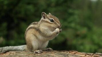 A Curious chipmunk Perched on a Mossy Log in the Forest video
