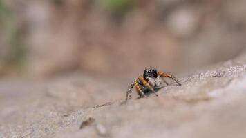 A Glimpse of the Intricate World of a Spider on a Weathered Rock video