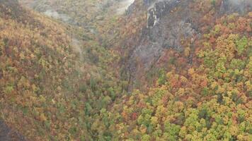 Aerial View of Forested Area with Fog video