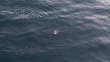 A navy seal emerges from the sea video