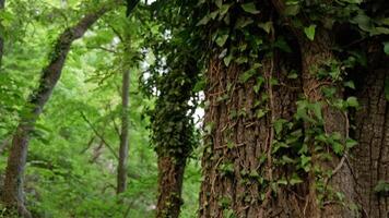 uma majestoso árvore abraçado de encantador videiras dentro uma sereno floresta video