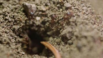 A Ant's Journey. Exploring the Intricate World of Soil-Dwelling Insects video