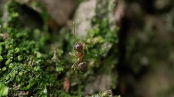 The Ant's View. Exploring the Intricate Details of a Tree-Dwelling Insect video
