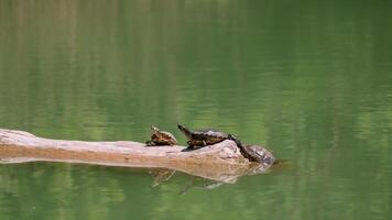 Two Turtles Enjoying a Relaxing Moment on a Log in the Serene Water video