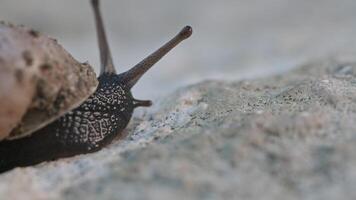 A Delicate Journey. Exploring the Intricate World of a Snail on a Sunlit Rock video