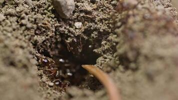 A Fascinating Macro Shot of an Ant on a soil video