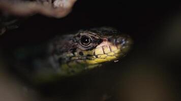 A Serpentine Surprise. A Close-Up Encounter with a Small Snake in the Tree video