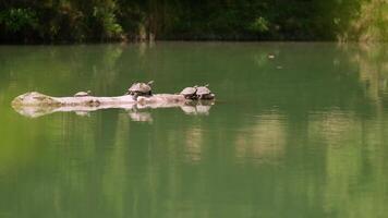 A Serene Gathering of Turtles on a Weathered Log, Embracing the Tranquility of the Water video