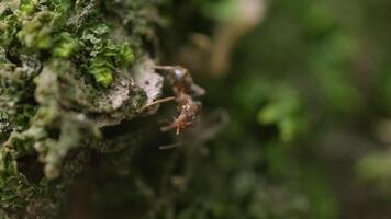 A Detailed Close-Up of a Ant on the Bark of a Tall Tree video