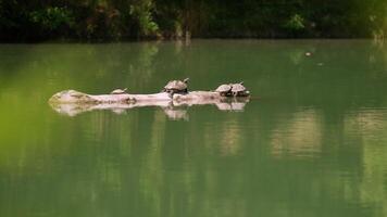 A Serene Gathering of Turtles on a Wooden Log, Enjoying the Calm Waters video