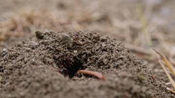 A Fascinating Macro View of a Tiny Ants Exploring the Earth's Surface video