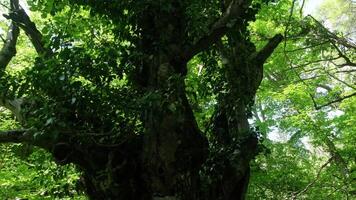 A Majestic Oak Tree Standing Tall in the Heart of a Lush, Enchanting Forest video