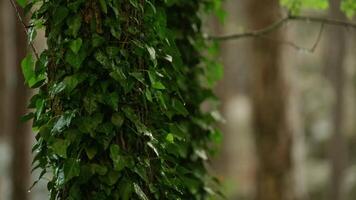 A Majestic Tree Standing Tall in the Enchanting, Verdant Forest video