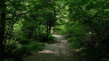 A Serene Journey Through the Enchanting Forest Canopy video