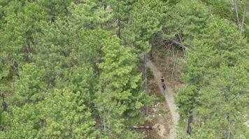A Serene Journey Through the Enchanting Forest Canopy video