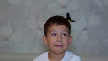 A Curious Boy with a Delicate Butterfly Resting on His Head video