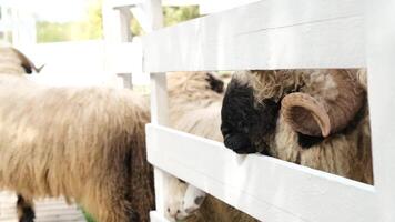 Sheep in the wooden fence at farm, eating and drinking. blackface welsh sheep video