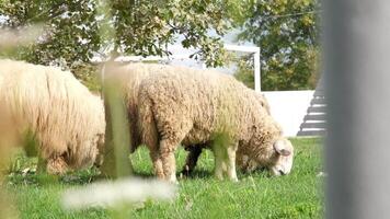 flock of blackface welsh sheep in a meadow on lush farmland. sheep eating grass on a field video