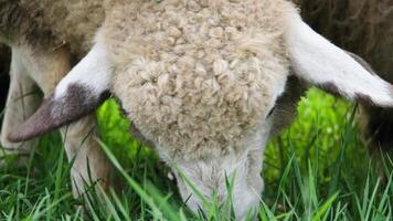 rebanho do cara preta galês ovelha dentro uma Prado em exuberante fazenda. ovelha comendo Relva em uma campo video