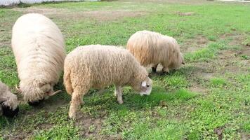 flock of blackface welsh sheep in a meadow on lush farmland. sheep eating grass on a field video