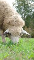 rebanho do cara preta galês ovelha dentro uma Prado em exuberante fazenda. ovelha comendo Relva em uma campo video