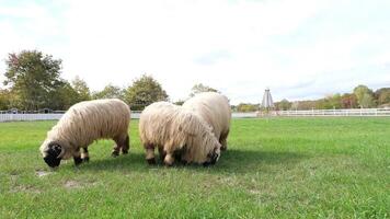 flock of blackface welsh sheep in a meadow on lush farmland. sheep eating grass on a field video