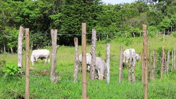 Cows grazing on pasture in the mountains forests Costa Rica. video