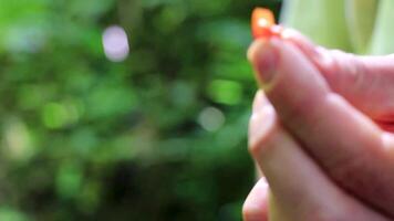 Touching tropical plants and fruits with your hands in nature. video