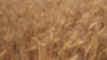 Moving through wheat ears in field. Media. Running through thick wheat field in summer. Scared running in wheat field video