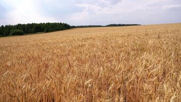 View of wheat field on cloudy summer day. Media. Golden ears of wheat field on cloudy day. Large farmer's field of wheat video