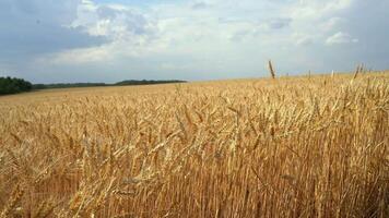 View of wheat field on cloudy summer day. Media. Golden ears of wheat field on cloudy day. Large farmer's field of wheat video