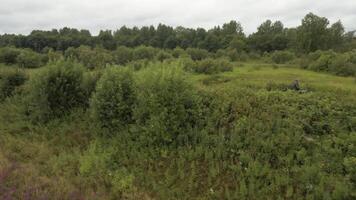 Beautiful summer view. Stock footage. Small bushes and overgrown grass around the river and a few flowers against the background of a bright daytime sky. video