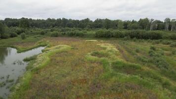A calm deserted landscape from a bird's-eye view. Stock footage. A green clearing with a river overgrown with forest in a circle. video