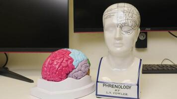 Anatomy of the head. Stock footage. A model with captions of the names of human organs for training. video